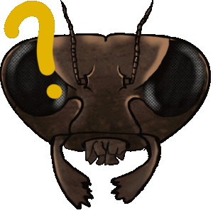 Ant questions by HolyChicken.gif